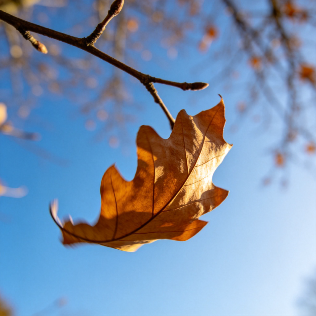 A single, dry, brown leaf falling from the branch of a tree against a clear blue sky. The focus is on the falling leaf, capturing a moment of transition from life to stillness. Simple composition, natural daylight. No text.